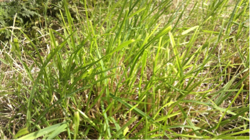 overgrown grass